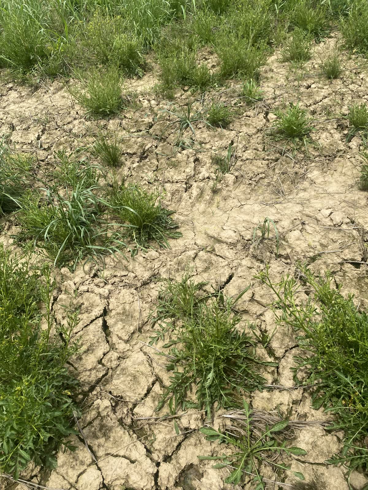 The scale of the flood-scoured farmland ahead of restoration